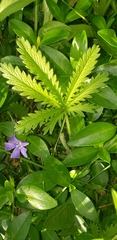 Cannabaceae