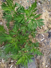 Artemisia vulgaris