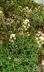 Schivereckia podolica