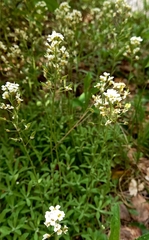 Schivereckia podolica