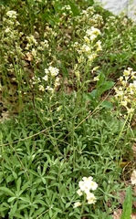 Schivereckia podolica