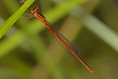 Agriocnemis rubricauda
