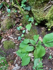 Doronicum plantagineum