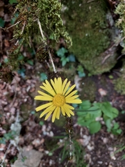 Doronicum plantagineum