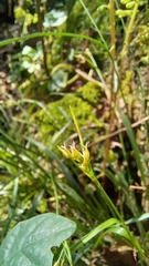 Luzula forsteri