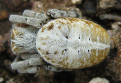 Stegodyphus dumicola