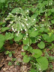 Petasites albus