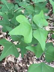 Erythrina herbacea