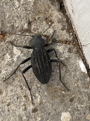 Somaticus aeneus