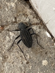 Somaticus aeneus