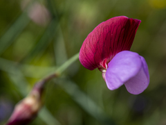 Lathyrus clymenum
