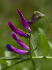 Lathyrus clymenum