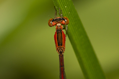 Agriocnemis rubricauda