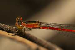 Agriocnemis rubricauda