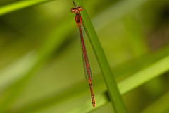 Agriocnemis rubricauda
