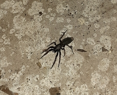 Lampona cylindrata