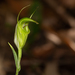 Pterostylis russellii - Photo (c) Liana, some rights reserved (CC BY-NC), uploaded by Liana