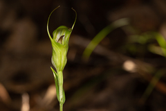 Pterostylis russellii