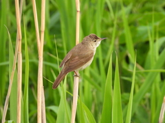 Acrocephalus dumetorum