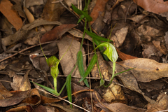 Pterostylis russellii