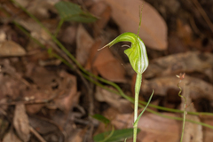 Pterostylis russellii