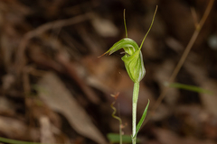 Pterostylis russellii