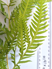 Pteris dentata