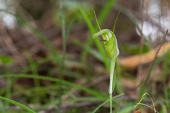 Pterostylis russellii