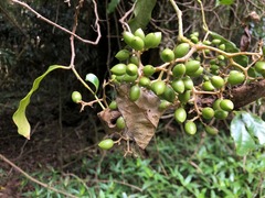 Pennantia cunninghamii