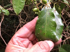 Pennantia cunninghamii