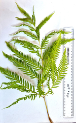 Pteris dentata