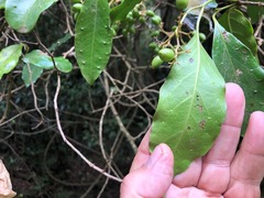 Pennantia cunninghamii