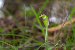Pterostylis russellii