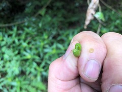 Pennantia cunninghamii