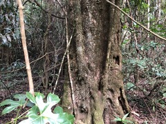 Pennantia cunninghamii