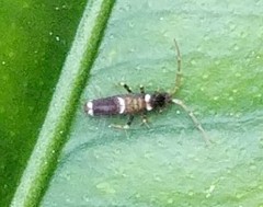 Entomobrya dorsalis