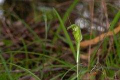 Pterostylis russellii