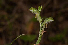 Pterostylis major