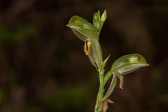 Pterostylis major