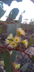 Eucalyptus yumbarrana