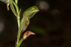 Pterostylis major