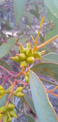 Eucalyptus yumbarrana
