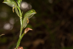Pterostylis major