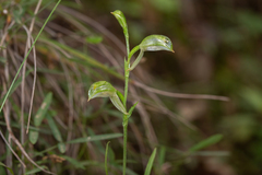Pterostylis major