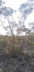 Eucalyptus yumbarrana