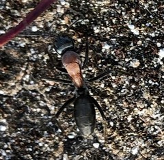 Camponotus ephippium