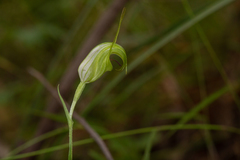 Pterostylis russellii