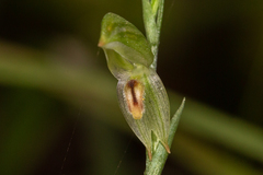 Pterostylis major
