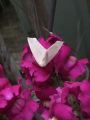 Tetracis