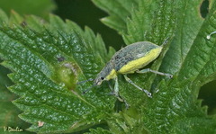 Chlorophanus viridis